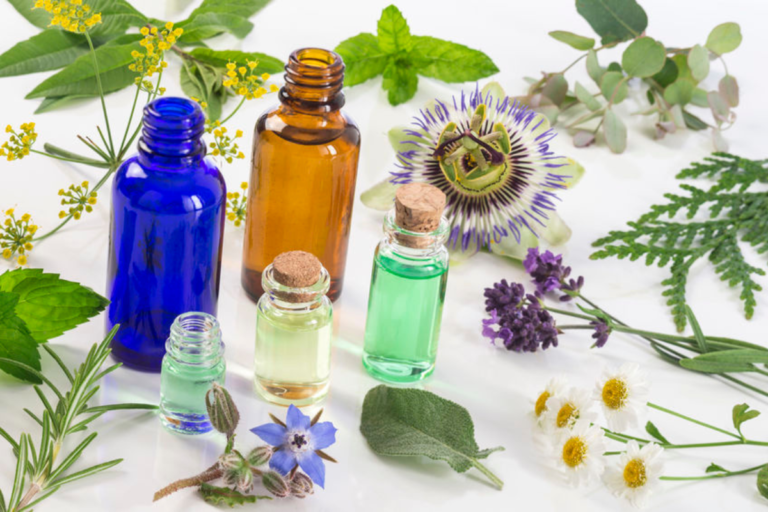 herbes médicinales du jardin
